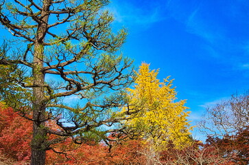 秋、日本のお寺の境内は紅葉で赤く染まります