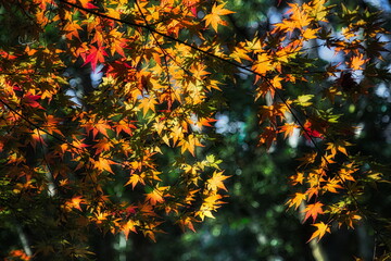 赤く染まった紅葉のクローズアップ