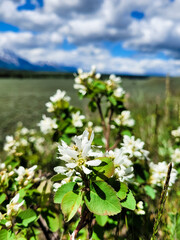 Flowers on the meadow