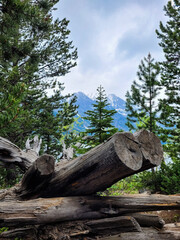 A stump in the mountain