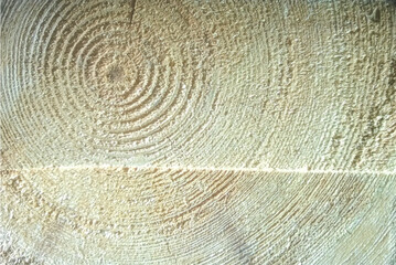 Naklejka premium background with circles of wood trunk vector background