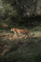Living Desert Zoo Palm Desert California