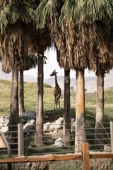 Living Desert Zoo Palm Desert California