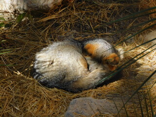 squirrel in the nest