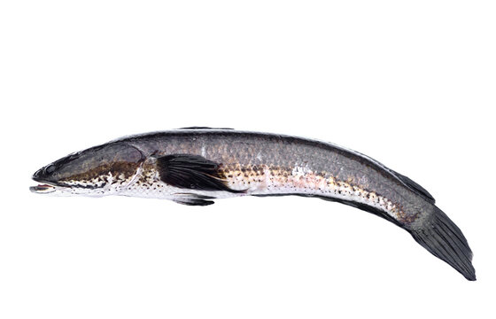 Fresh cork fish or snake fish isolated on white background. Concept : Freshwater fish in Thailand and Asia countries. Channa striata. It can be cooked in various menu.      