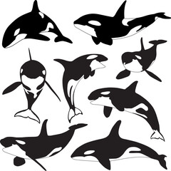 orca whale silhouette. killer whale collection