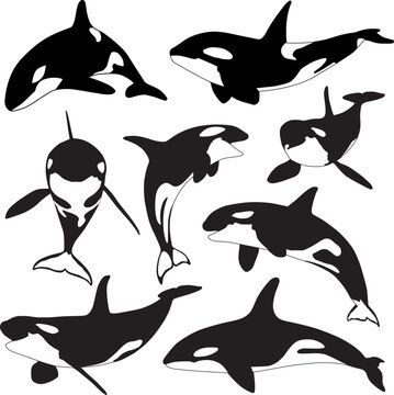 Whale Silhouette Images – Browse 29,789 Stock Photos, Vectors, and