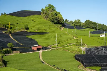 Selbstklebende Fototapeten 京都-【和束町の茶畑（石寺の茶畑）】 © 潤 平川