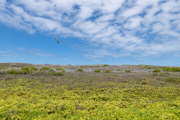 Tropical vegetation with seabirds in Cayo de Agua (Water Cay, Venezuela).