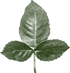 isolated bohemian dark green rose leaf screen print