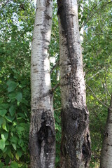 tree trunk in the forest