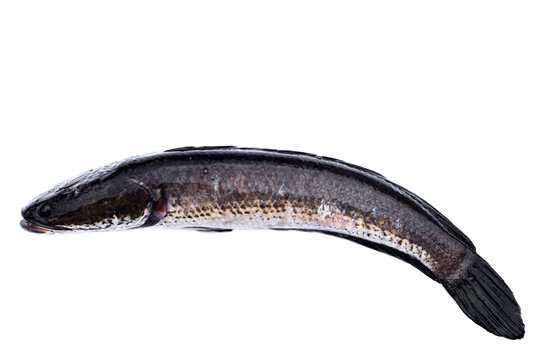 Fresh cork fish or snake fish isolated on white background. Concept : Freshwater fish in Thailand and Asia countries. Channa striata. It can be cooked in various menu.                            