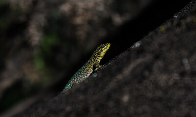 lizard on a tree