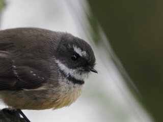 New Zealand Black Fantail viewed close up and side on with feather detail. photographed in suburban garden in Auckland, NZ. Maori name is Piwakawaka.