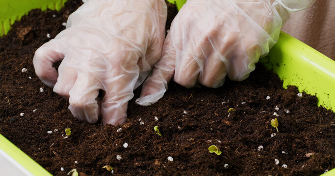 Planting Vegetable With Recycle Plastic Tray At Home For Mini Garden