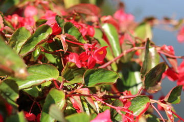 Begonia semperflorens cultorum. colorful flower backgrounds and wallpaper
