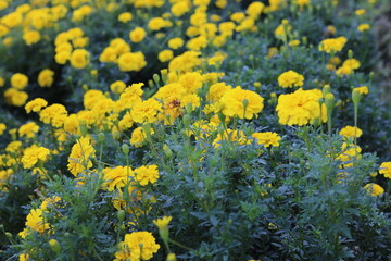Marigold (tagetes) in yellow color. Beautiful flower photo for background and wallpaper