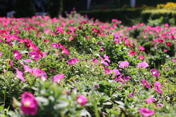 Colorful petunias of beautiful blooming flowers are neatly arranged on a flower rack. High quality photos