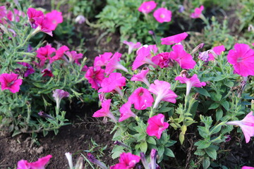 Fototapeta na wymiar Colorful petunias of beautiful blooming flowers. flower background