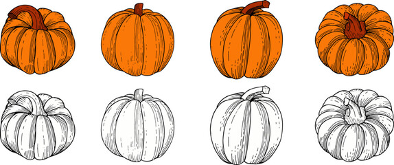 Hand drawn set of pumpkins. Vector illustration, doodle style.