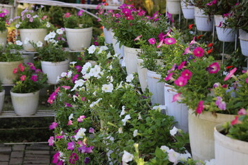 Fototapeta na wymiar Colorful petunias of beautiful blooming flowers are neatly arranged on a flower rack. High quality photos