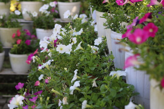 Colorful petunias of beautiful blooming flowers are neatly arranged on a flower rack. High quality photos