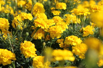 Marigold (tagetes) in yellow color. Beautiful flower photo for background and wallpaper
