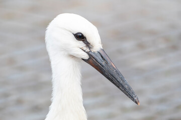 stock sitting on a copula near his nest