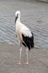 detail of Stork iwalking at the paveway in a small village