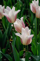 pink tulip in the garden