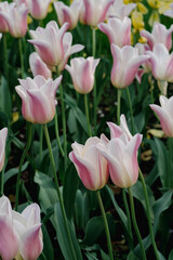 pink tulips in the garden