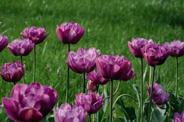 field of pink tulips