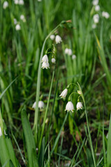 snowdrop flowers in the forest