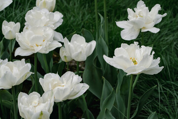 Fototapeta premium white and yellow tulips