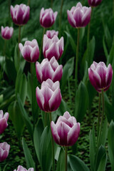 Fototapeta premium pink tulips in the garden