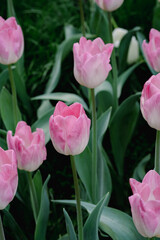 Fototapeta premium pink tulips in the garden