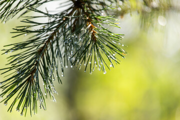 Close up of pine needles with dew drops. Gentle green background