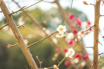 梅　梅の花　木　空の風景