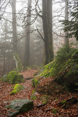 Foggy and dark forest in the fichtel mountains in bavaria
