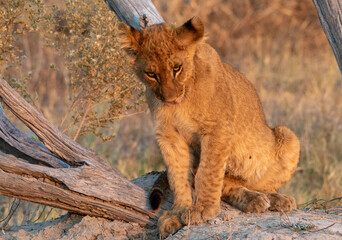 Sub-adult African lion isolated in early morning sunlight in the wild
