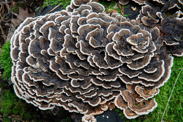 Trametes versicolor growing in the forest. The mushroom is also known as Turkey tail , Coriolus versicolor or Polyporus versicolor.