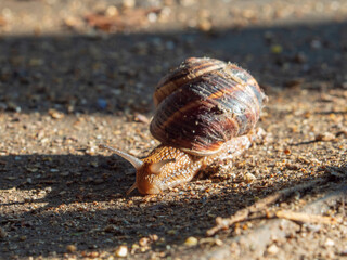 Close-up of a grape snail on the ground. Burgundy or Roman snail, an edible creeping snail
