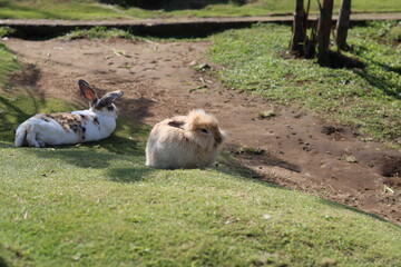 Naklejka na ściany i meble cute bunnies are playing and relaxing on the green grass in the park