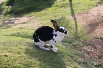 cute bunnies are playing and relaxing on the green grass in the park