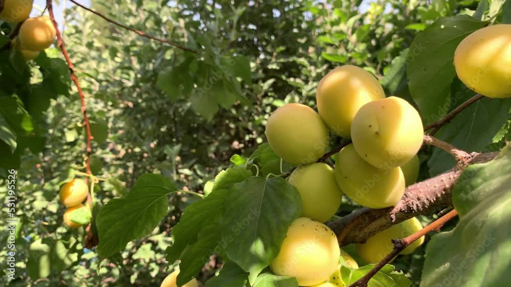 Poster apricots on apricot tree. summer fruits. ripe apricots on a tree branch. close up