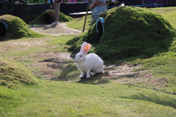 cute bunnies are playing and relaxing on the green grass in the park
