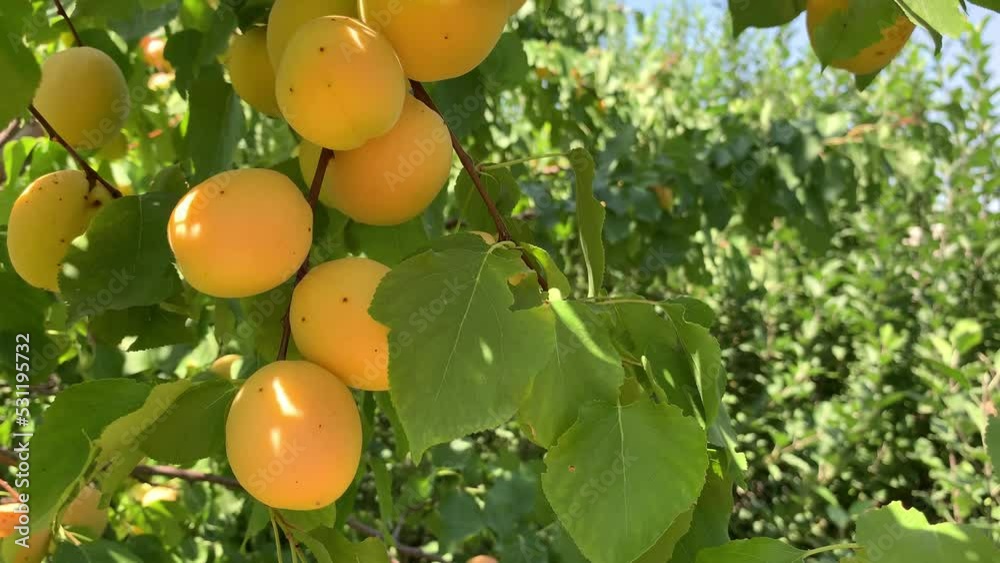 Poster Apricots on apricot tree. Summer fruits. Ripe apricots on a tree branch. Close up