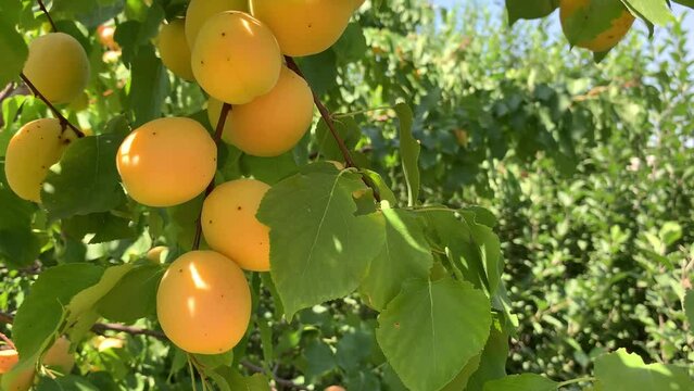 Apricots on apricot tree. Summer fruits. Ripe apricots on a tree branch. Close up