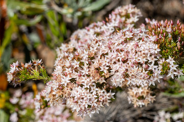 Australian Fringe Myrtle plant in flower