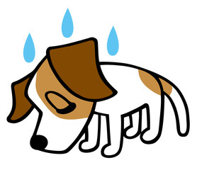 ジャックラッセルテリア犬　反省ポーズ